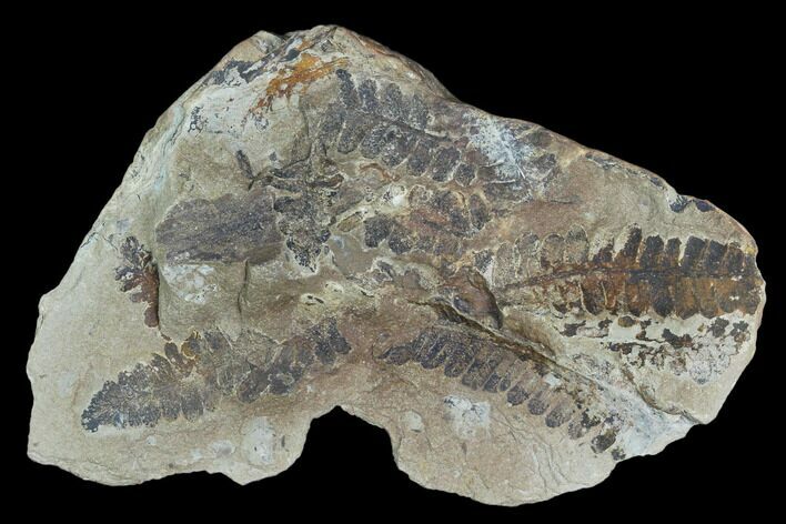 Fossil Fern (Pecopteris) Plate - Mazon Creek #121043
